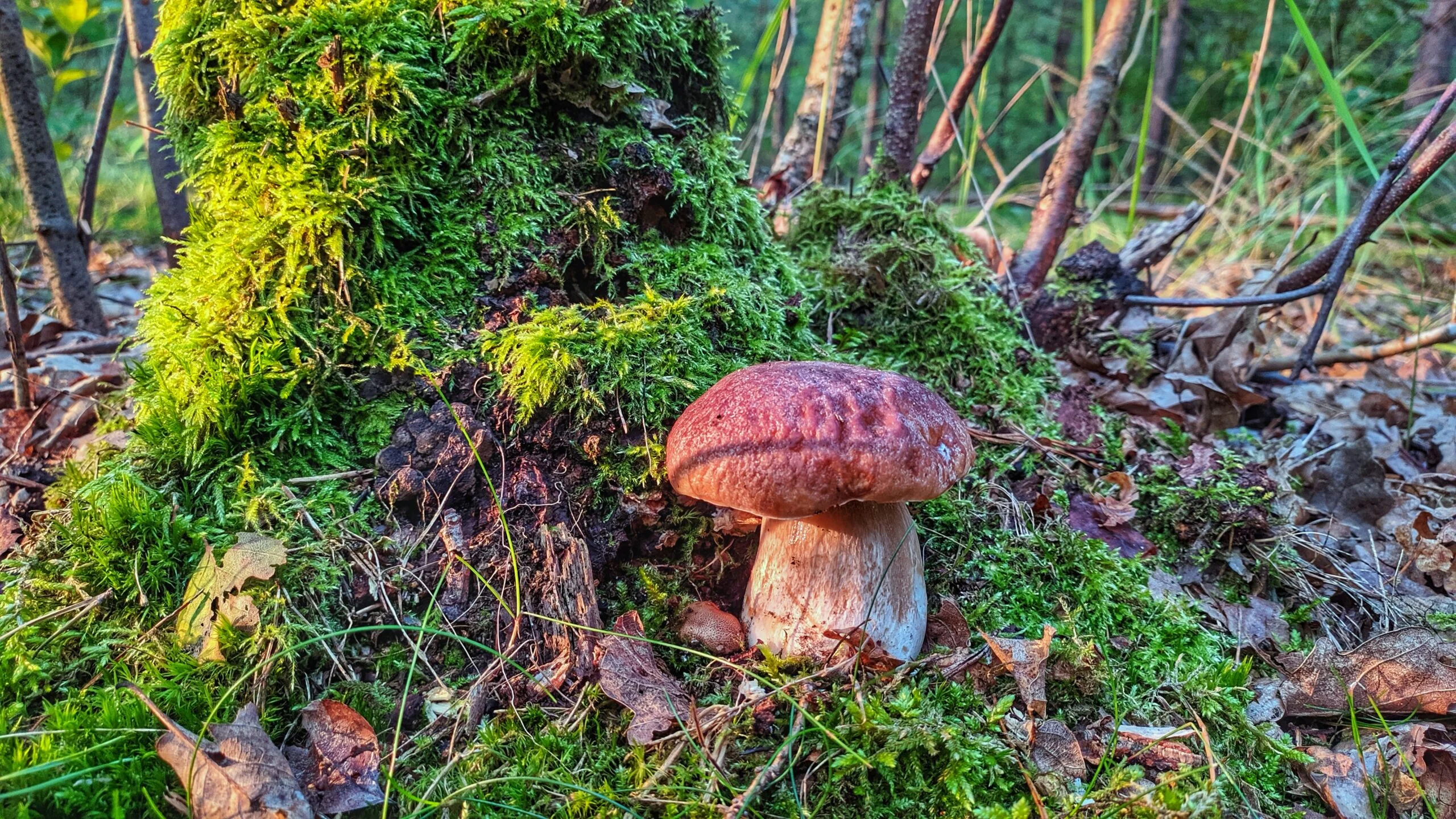 IMG_20200912_080416-01